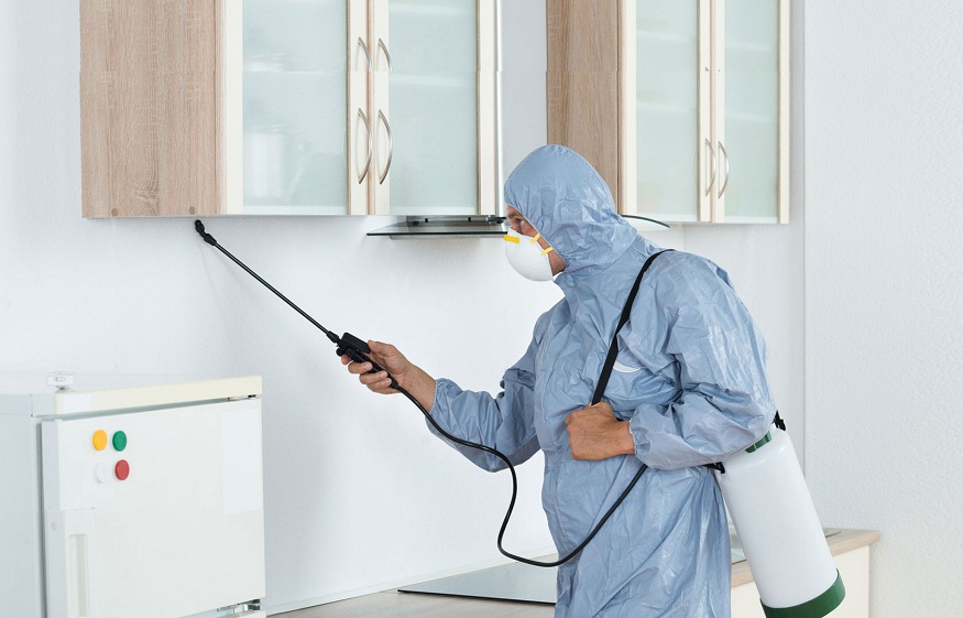 Why we advise that you hire an expert Pest control Service