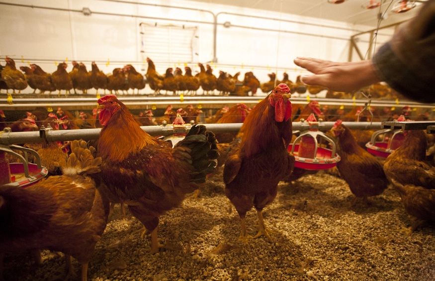 Hillandale Farms Pennsylvania Discusses How Hens Should be Fed as Per UEP Certified Guidelines
